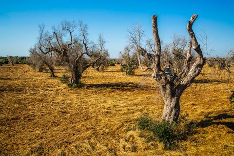 Olivträd attackerade av xylella fastidiosa