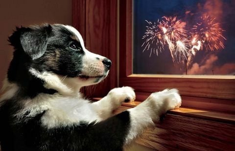 Hund vid fönstret på Bonfire Night