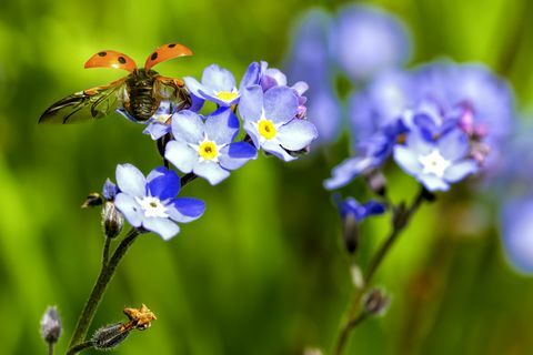 Nyckelpiga sätta sig på en blomma i en trädgård