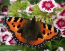 10 nektarproducerande växter för att skapa en fjärilsträdgård