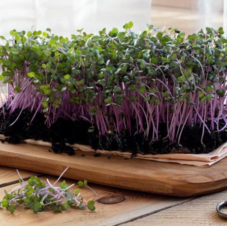 rödkål microgreens