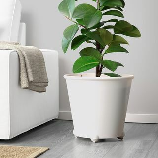 Självvattnande planter