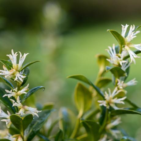 kantväxter, närbild av blommor på en buske av söt ask sarcococca confusa