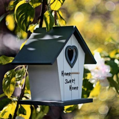 trädgårdsoas, fågelhus i det blommande äppelträdet selektivt fokus