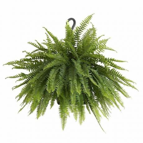 Boston Fern Plant på 9,25 tum. Hängande korg