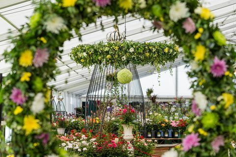 tatton park flower show 2019 krysantemum direkt kommer att stå i centrum som odlare