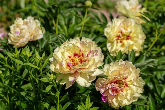 paeonia itoh hybrider 