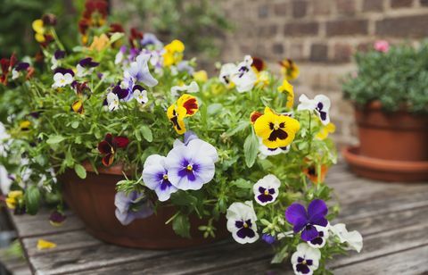 viola på trädgårdsbord i planter