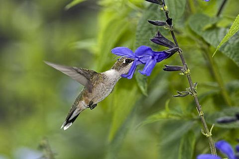 rubin halsade kolibri som matar på salvia guaratica