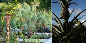 RHS Wisley Garden - Exotic Garden