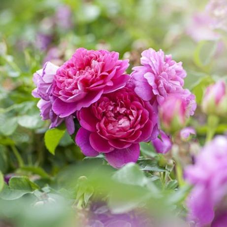 rosa 'prinsessan ann'