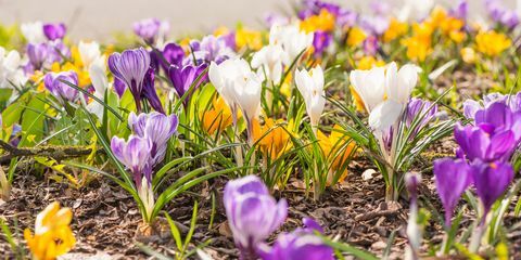 många krokusar på vårblommande blomsterrabatt