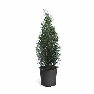 Smaragdgröna Arborvitae vintergröna träd