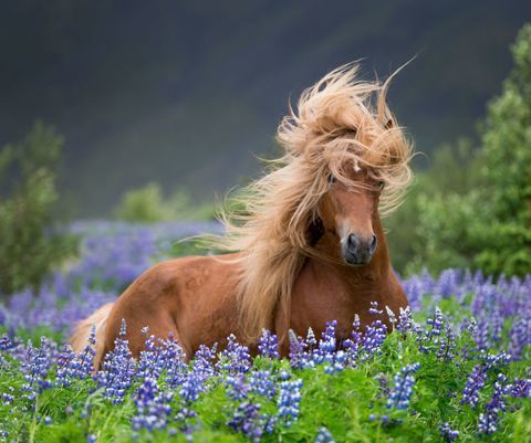 hästar-med-stor-hår