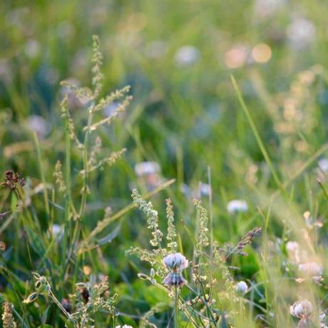 vild trädgård med vilda blommor