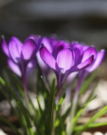 krokus, krokuskultivargrupp av lila krokus med solljus som skiner genom kronblad av uppvänd, öppna blommor foto av flowerphotosuniversal bilder grupp via Getty images