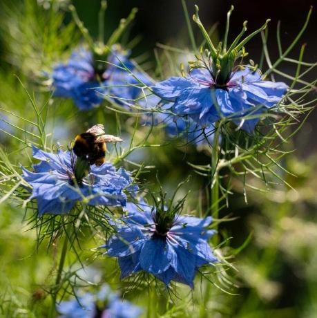 nigella damascena växer i en engelsk trädgård ett bi har landat på en blomma