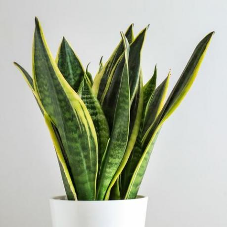 sansevieria växt i kruka på vitt bord