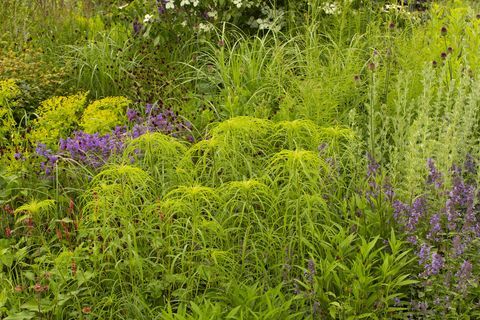 rhs garden for a green future designad av jamie butterworth hampton court palace palace festival 2021