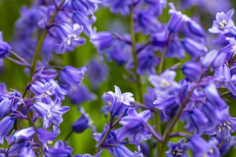 trädgård blåklockor blomma