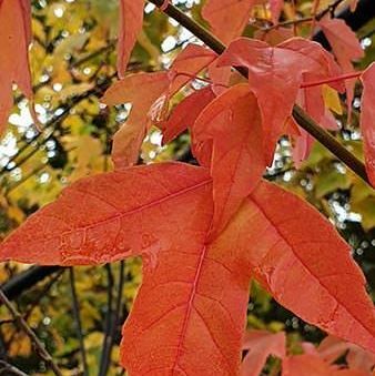 Acer Buergerianum Trident Lönn