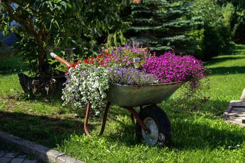 Skottkärra med vackra blommor står i trädgården