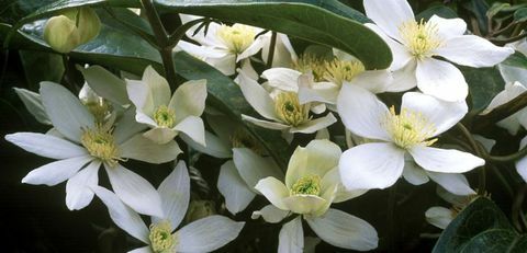 klättrare-clematis-armandii