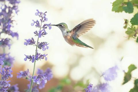 fyrkantig bild av en kolibri som matar på lila blommor