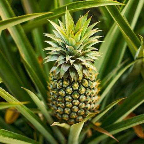 Ätbar inomhus ananasväxt - Ananas comosus