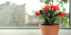 vacker blommande schlumbergera växt jul eller tacksägelse kaktus i kruka på fönsterbrädan utrymme för text