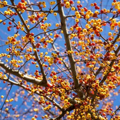 närbild av de många små frukterna av det japanska prydnads äppelträdet malus toringo i Tyskland under den kalla november, när trädet inte redan har några löv