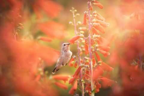 en kvinnlig svartkindad kolibri under flykten och samlar nektar från kardinalblommor