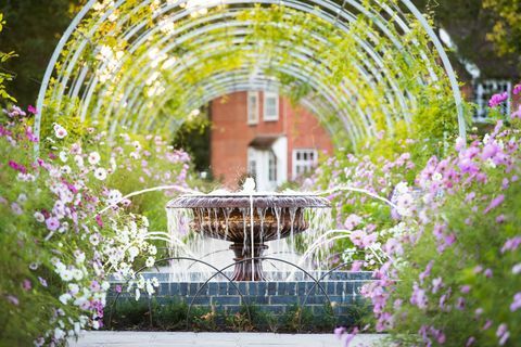 Wisteria Walk med kosmosblommor i september på RHS Garden Wisley