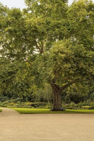 buckingham palace trädgårdar avslöjade i en ny bok