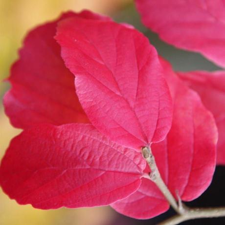 Parrotia persica