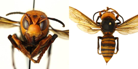 gigantiska asiatiska mordhornet