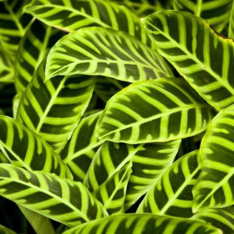 närbild av en massa löv från calathea zebrina växter