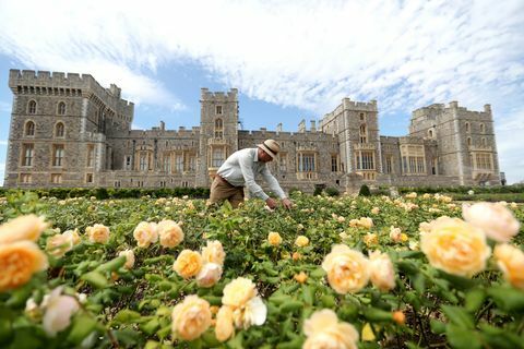 Windsor slottets östra terrassträdgård öppnas för allmänheten