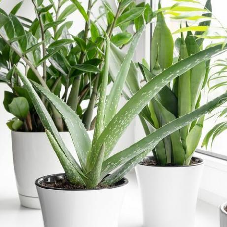 hemväxter i olika krukor på fönsterbrädets succulenter, sansevieria, aloe vera, zamiokulkas, hamedorea eller areca palm hemväxter vårdkoncept krukväxter i en modern inredning