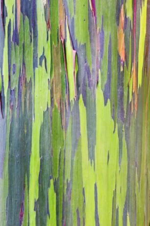 Rainbow Eucalyptus