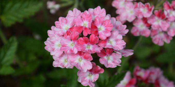 ströväxter, rosa verbena sommarrabatter