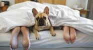 Ny forskning avslöjar de störande hygienvanorna hos brittiska husdjursägare