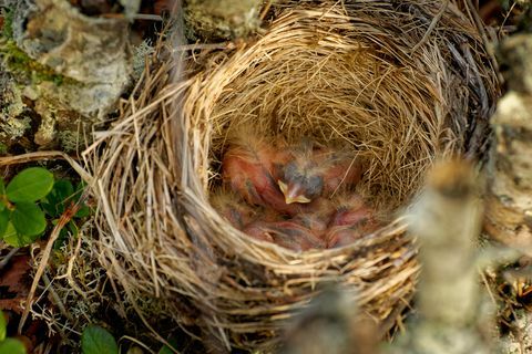 Red of the Redwing - Turdus iliacus, fågel i trastfamiljen, Turdidae, infödd till Europa och Asien, något mindre än den relaterade låttrasten