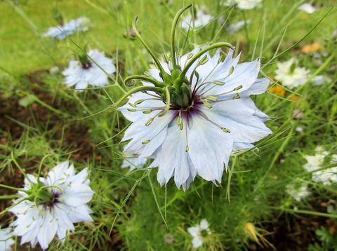 Svart kummin / Nigella sativa blommor