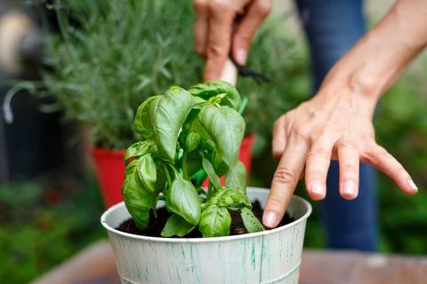 Kantjusterad sikt av händer som planterar basilika i plantpotten