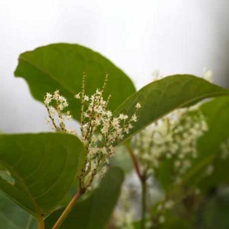 japansk knotweed blommar av den japanska knotweed fallopia japonica, en invasiv växtart i Europa