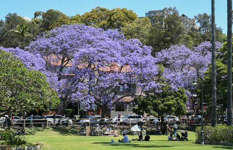 Turister flockar till Sydney förorter för att se Jacaranda träd i full blom