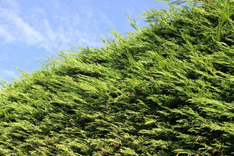 Hög Leyland cypress / Cupressus Leylandii häck i trädgården