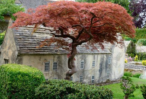 Bourton Model Village - träd - Cotswolds