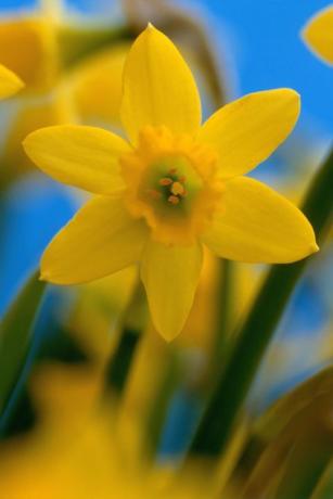 Narcissus Tete a Tete